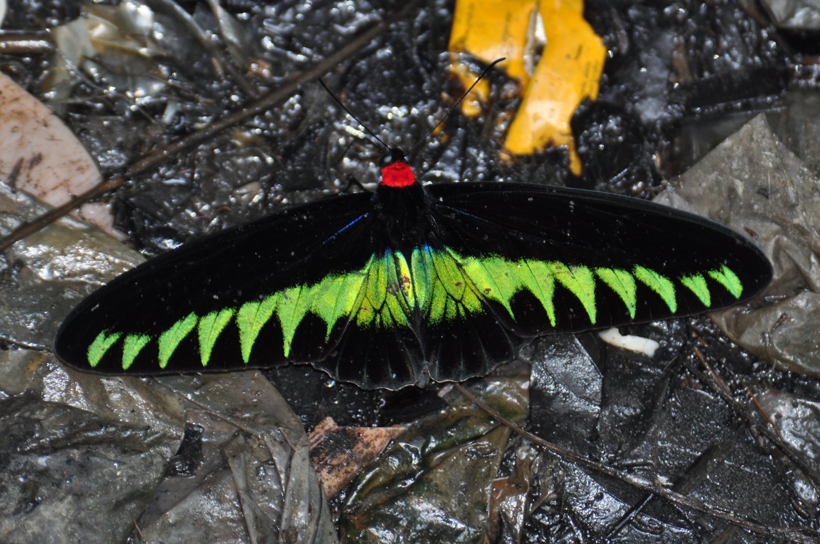 Kupu-kupu Trogonoptera Brookiana