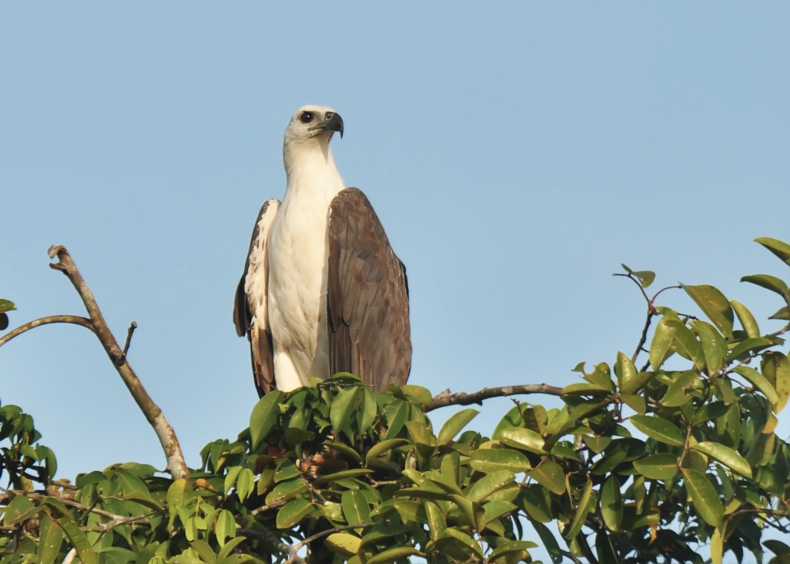 Tentang Taman Nasional Kutai
