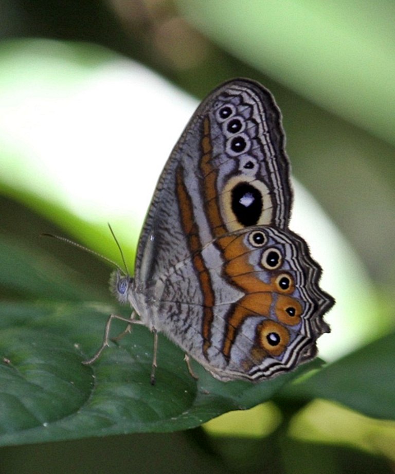 Kupu-kupu siklop mata (Eyed Cyclops), Erites argentina