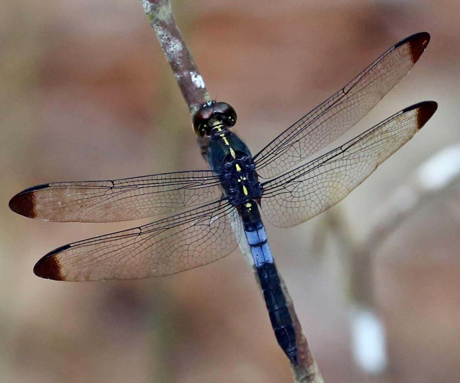 Capung Hutan Ujung Gelap (Dark-tipped Forest Skimmer), Cratilla metallica