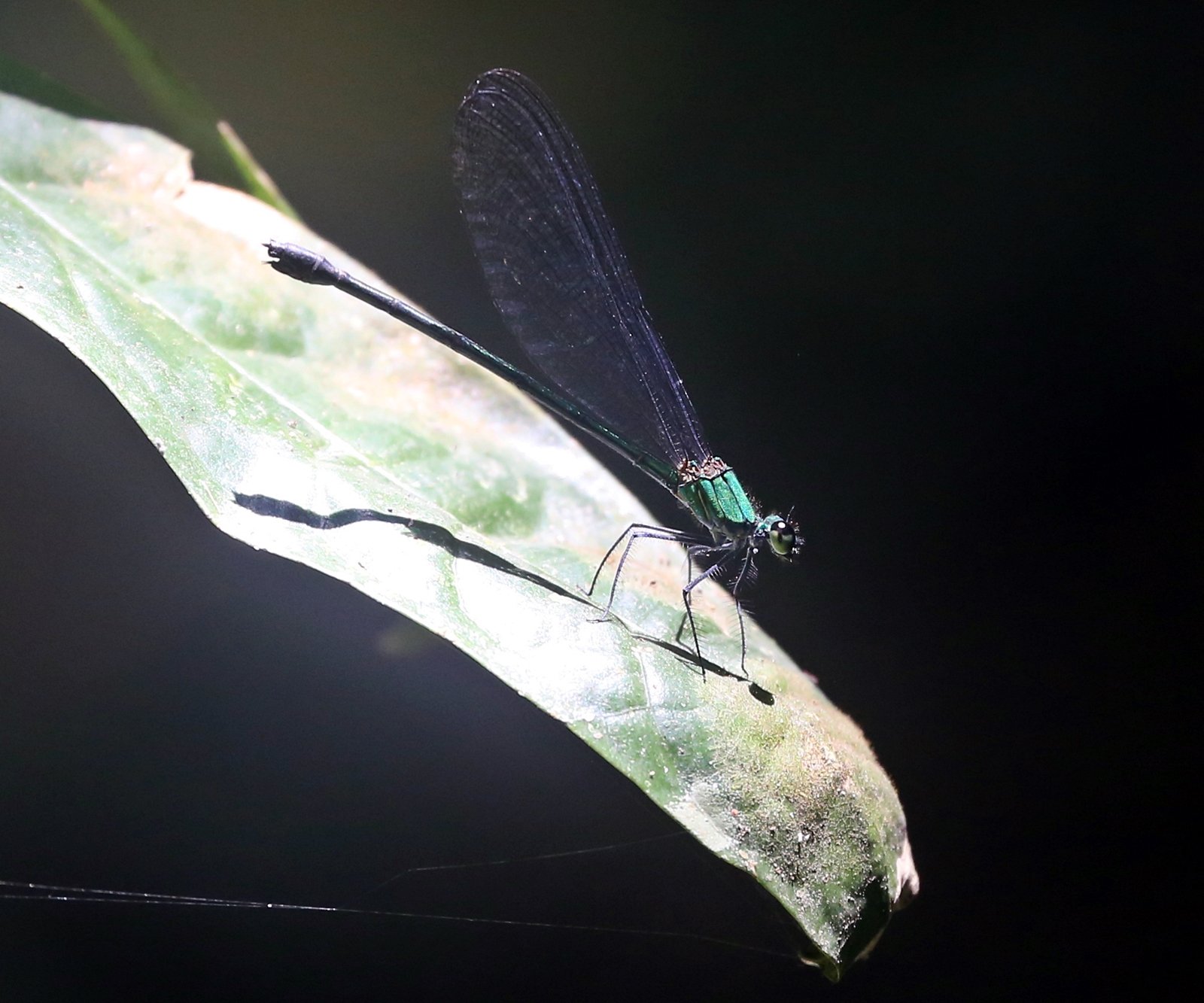 Flashwings, Forest Glories, Vestalis