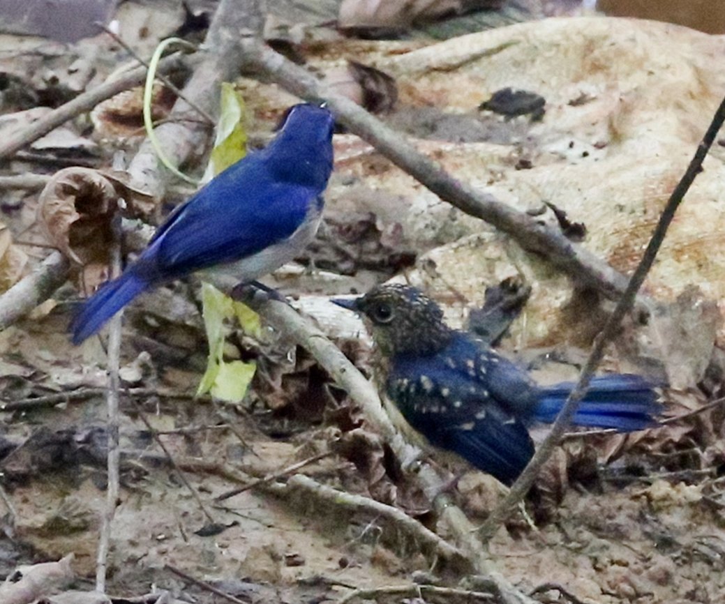 Sikatan Melayu, Cyornis turcosus