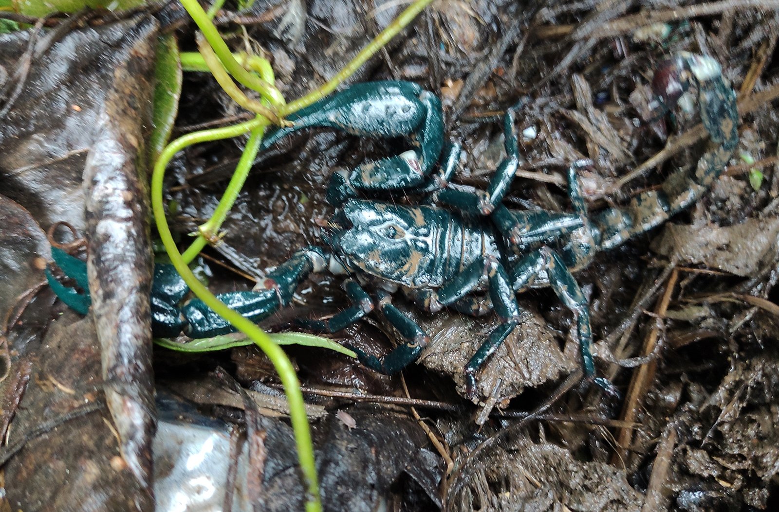 Kalajengking, Heterometrus longimanus
