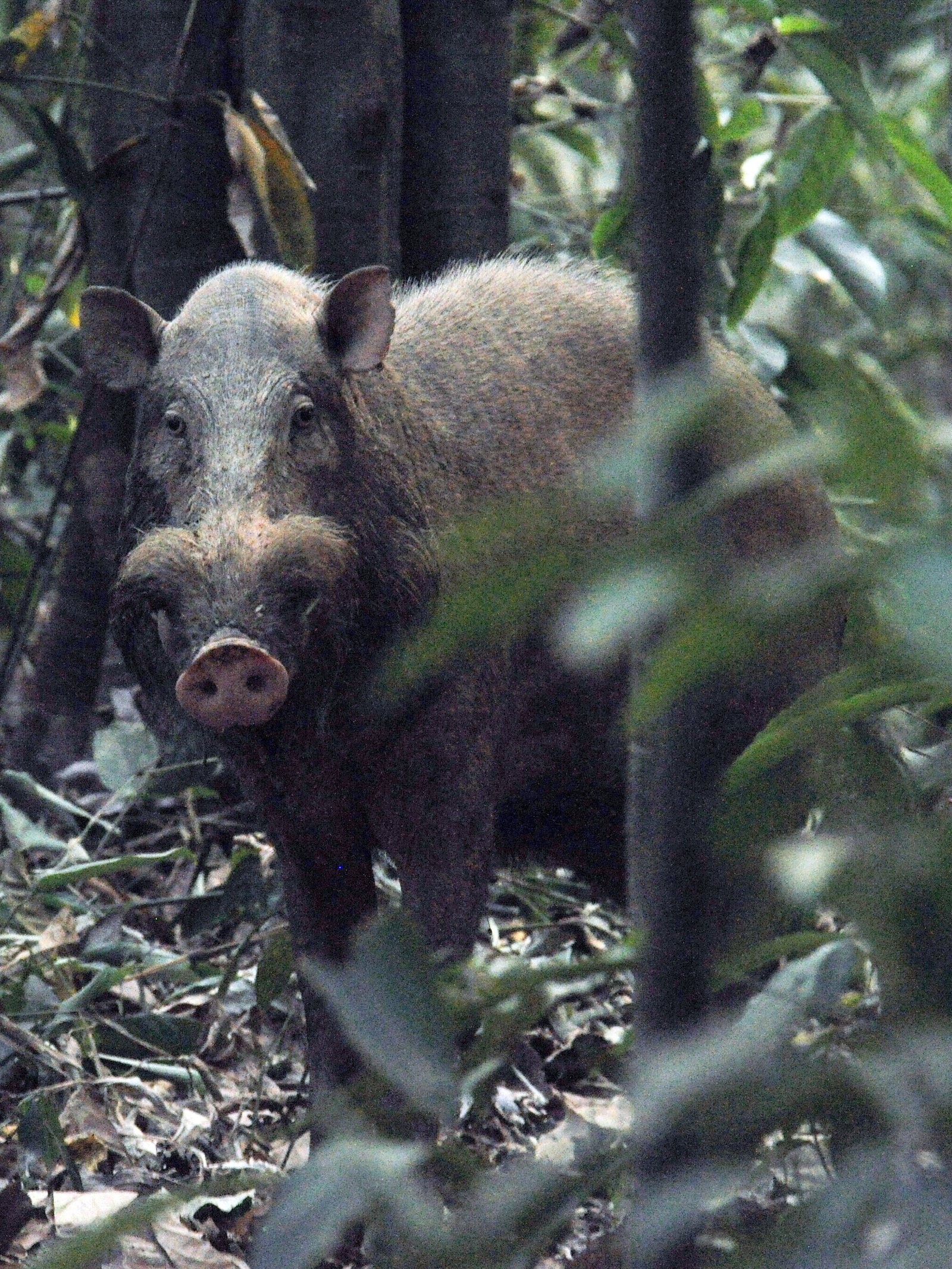Babi berjanggut Kalimantan, Sus barbatus