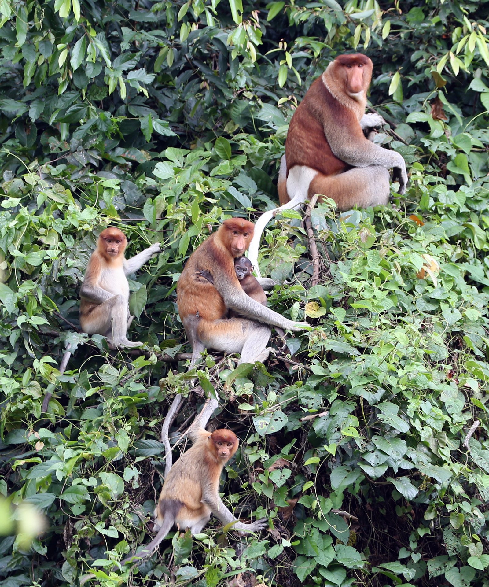 Bekantan, Nasalis larvatus