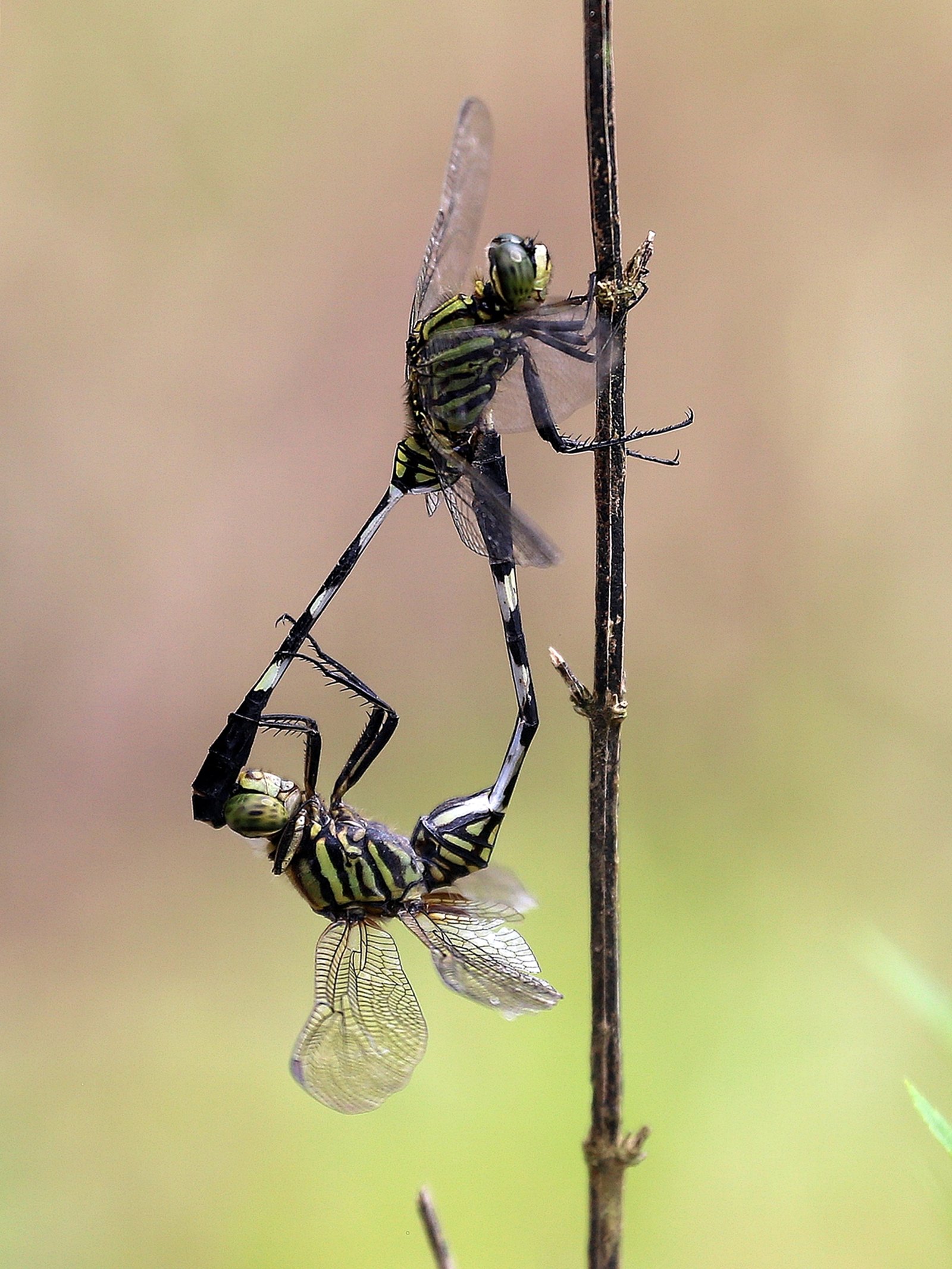 Capung sambar hijau, Orthetrum sabina