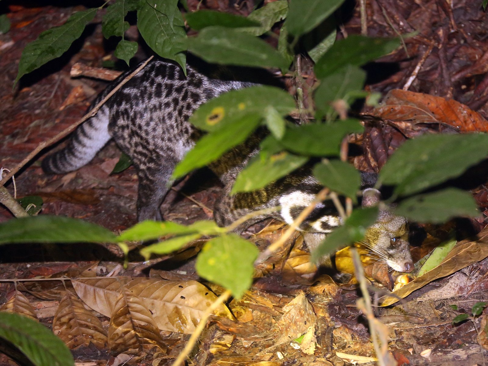 Musang Tenggalung, Malay Civet, Vivera tangalunga
